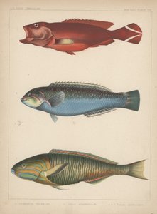 1. anus Urodela، 2. Julio Quadricolor، 3. Julius Lutescens، 1855